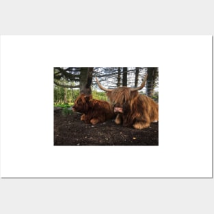 Scottish Highland Cattle Cow and Calf 2098 Posters and Art